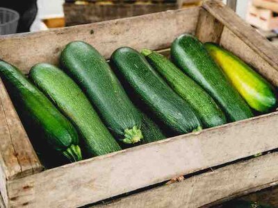 Zucchini
