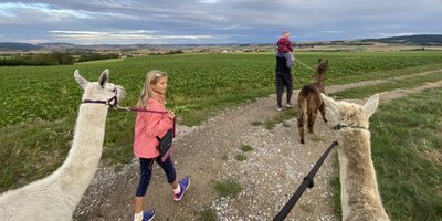 Weitblick Alpakas und Lamas Ambach