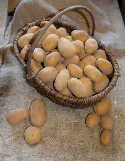 Erdäpfel VALDIVIA (festkochend)