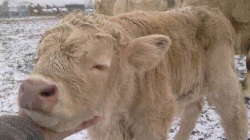 Blondvieh Kalb drei Tage alt© FamilienWeingut Wimmer-Czerny