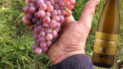 Trauben von Roter Veltliner© FamilienWeingut Wimmer-Czerny