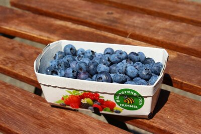 Bio Heidelbeeren