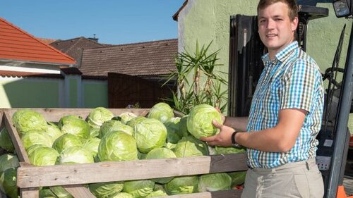 Kiste mit Kraut