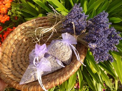 Trockenblumen, Lavendel