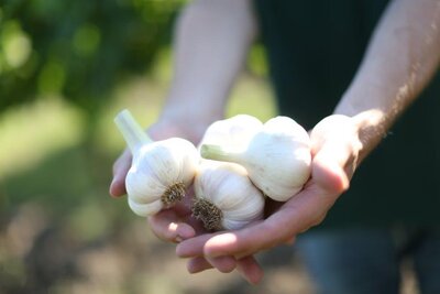 Knoblauch