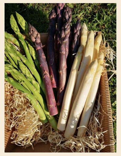 Spargel