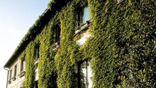 Hausfassade begrünt© FamilienWeingut Wimmer-Czerny