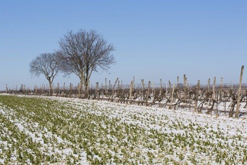Weingarten Winter_Waberer, SchimmerWeingarten Winter_Waberer, Schimmer