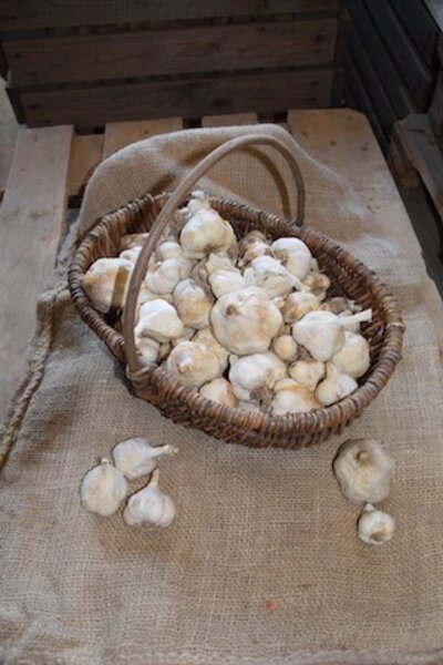Knoblauch