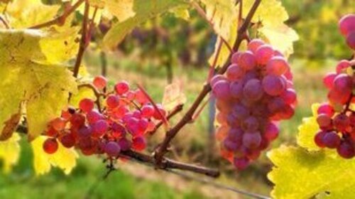 Trauben von Roter Veltliner© FamilienWeingut Wimmer-Czerny