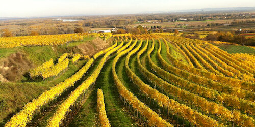 Weinberge