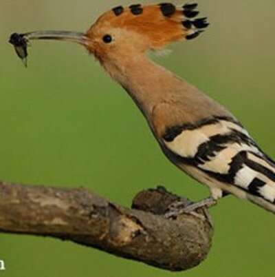 Wagrampur - mit der Natur