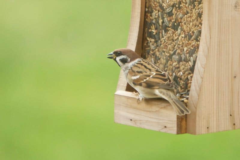 amVogelhaus_bettinaSchmidtamVogelhaus_bettinaSchmidt