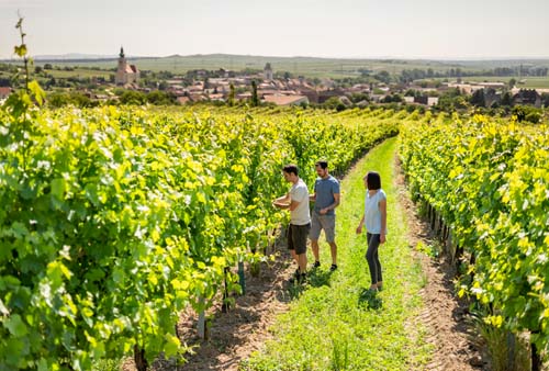 Im Weingarten - Gruber Röschitz Im Weingarten - Gruber Röschitz