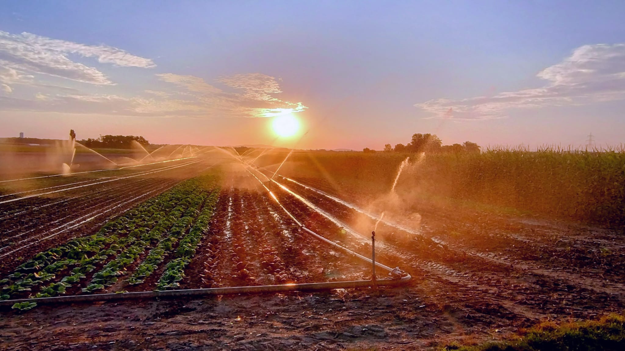 Landwirtschaftliches Feld mit Reihen von jungem Gemüse, das bei Sonnenuntergang von einer Sprinkler-Bewässerungsanlage bewässert wird.